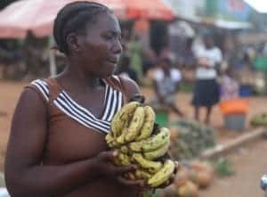 2015 Malawi Banana by Side of Road 300x221 1